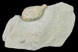 Cystoid (Holocystites) Fossil - Indiana #136971-1